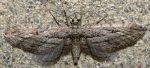 Eupithecia rosmarinata 66