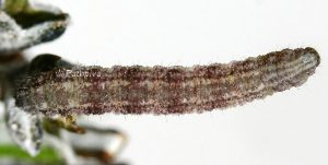 Eupithecia rosmarinata L5 66 1