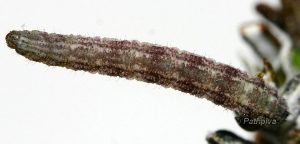 Eupithecia rosmarinata L5 66 2