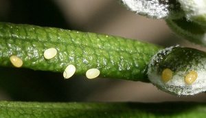 Eupithecia rosmarinata o 2