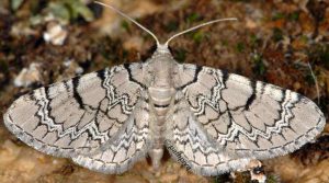 Eupithecia schiefereri 48 1