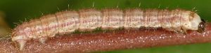 Eupithecia schiefereri L4 48 1