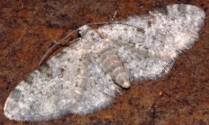 Eupithecia semigraphata 34 1