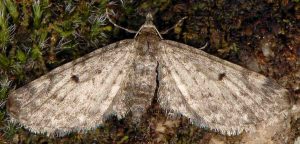 Eupithecia silenata 06 1