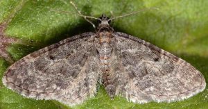 Eupithecia subfuscata 06 1