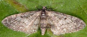 Eupithecia subfuscata 06 2