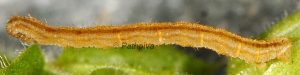 Eupithecia subfuscata L3 06 2
