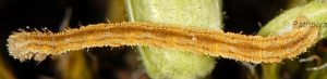 Eupithecia subfuscata L4 06 2