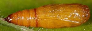 Eupithecia subfuscata chrysalide 06 1