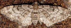 Eupithecia tantillaria 06 1