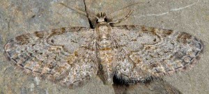 Eupithecia tenuiata 06 2
