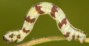 Eupithecia thalictrata L4 38 1