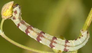 Eupithecia thalictrata L4 38 2