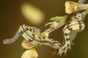 Eupithecia thalictrata L4 & L3 38 1