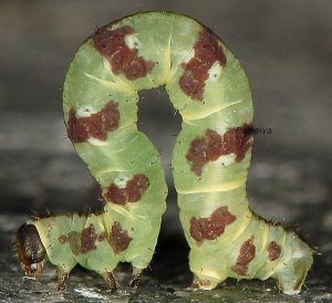 Eupithecia thalictrata L5 38 1