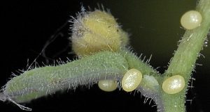 Eupithecia thalictrata oeufs 05 2