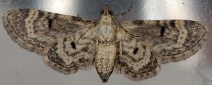 Eupithecia ultimaria 83 1
