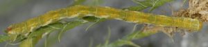 Eupithecia ultimaria L5 13 1