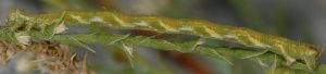 Eupithecia ultimaria L5 13 2
