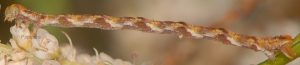 Eupithecia ultimaria L5 83 2
