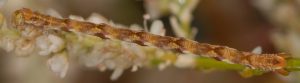 Eupithecia ultimaria L5 83 3