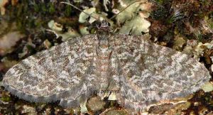 Eupithecia undata 06 1