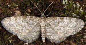 Eupithecia undata 06 4
