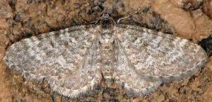 Eupithecia undata 06 5
