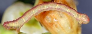 Eupithecia unedonata L4 1