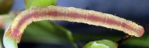 Eupithecia unedonata L4 3