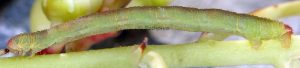 Eupithecia unedonata L5 3