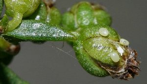 Eupithecia variostrigata o 2