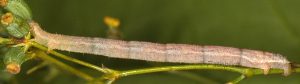 Eupithecia weissi