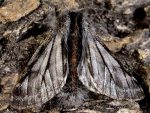 Lycia isabellae mâle 06