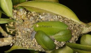 Menophra nycthemeraria cocon 06 1