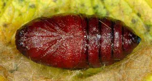 Ocnogyna parasita chrysalide femelle 06 1