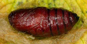 Ocnogyna parasita chrysalide femelle 06 2