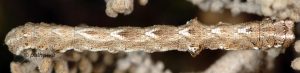Sardocyrnia bastelicaria L4 2B 1